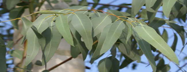 hojas de eucalyptus