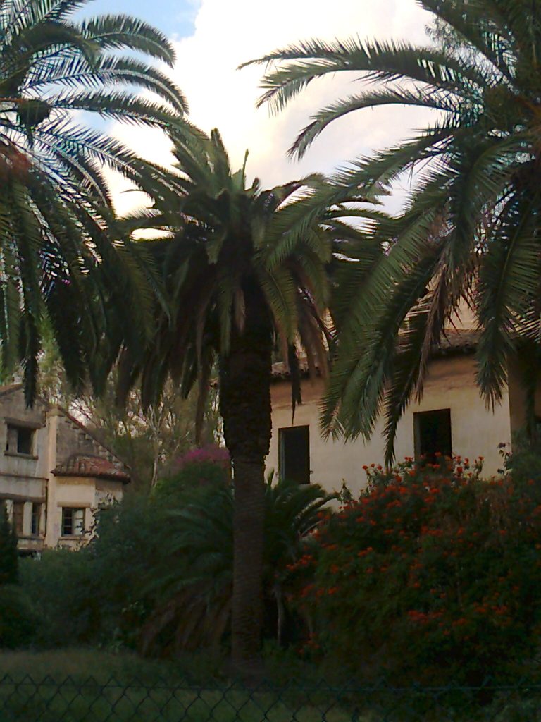 Palmera Gerencia-3 La gerencia sigue deteriorándose mientras el resto de partidos miran hacia otro lado