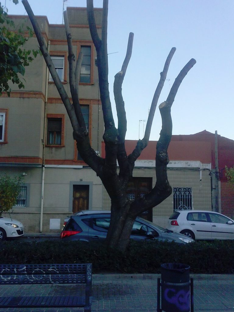 Nueva_2_CAM00884