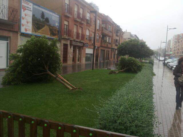 Árboles tirados por el viento en Avenida Camp de Morvedre cerca de la playa